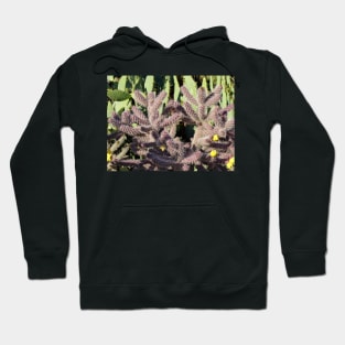 Layers of Cactus Hoodie